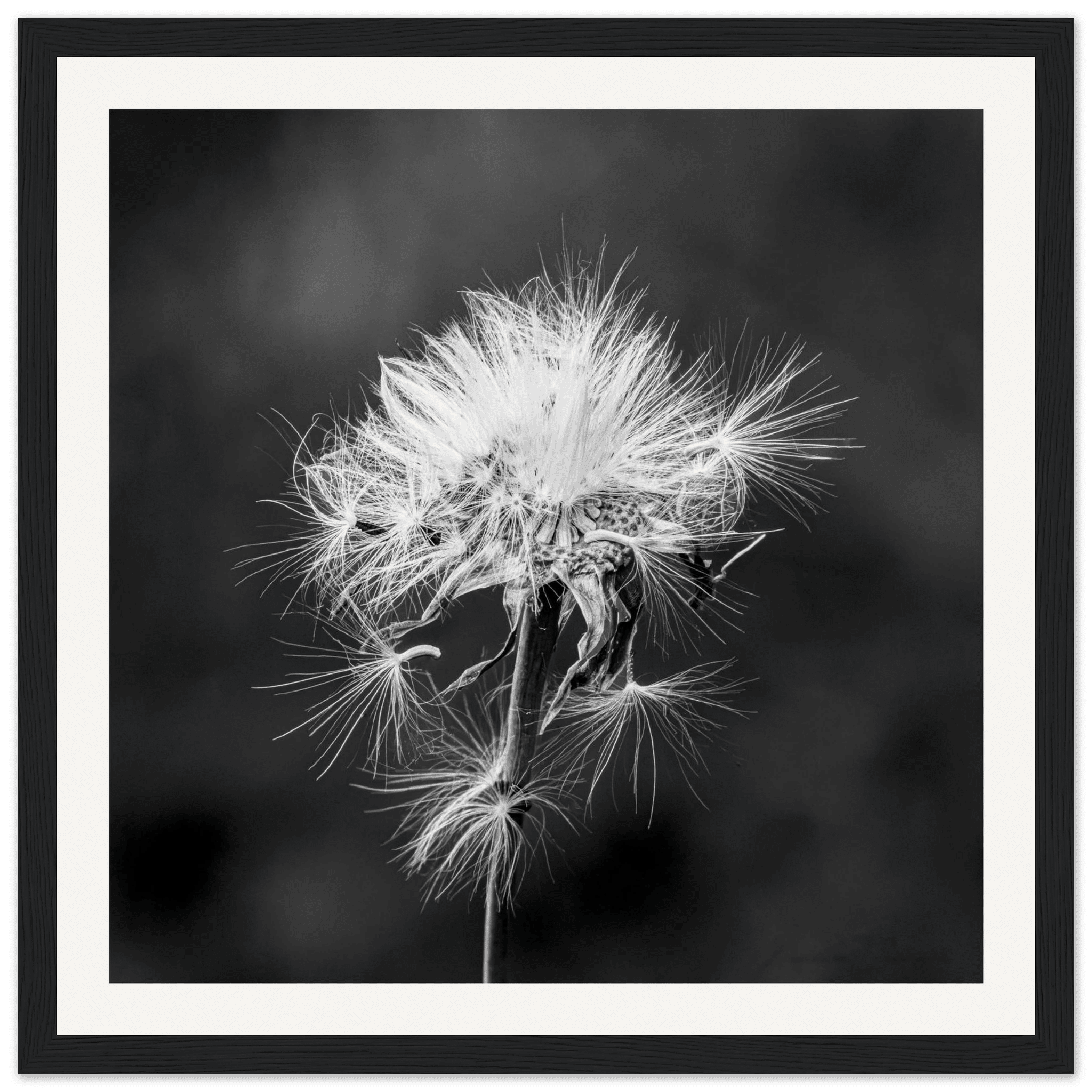 Tarassacu - Wooden Frame - Franceschi