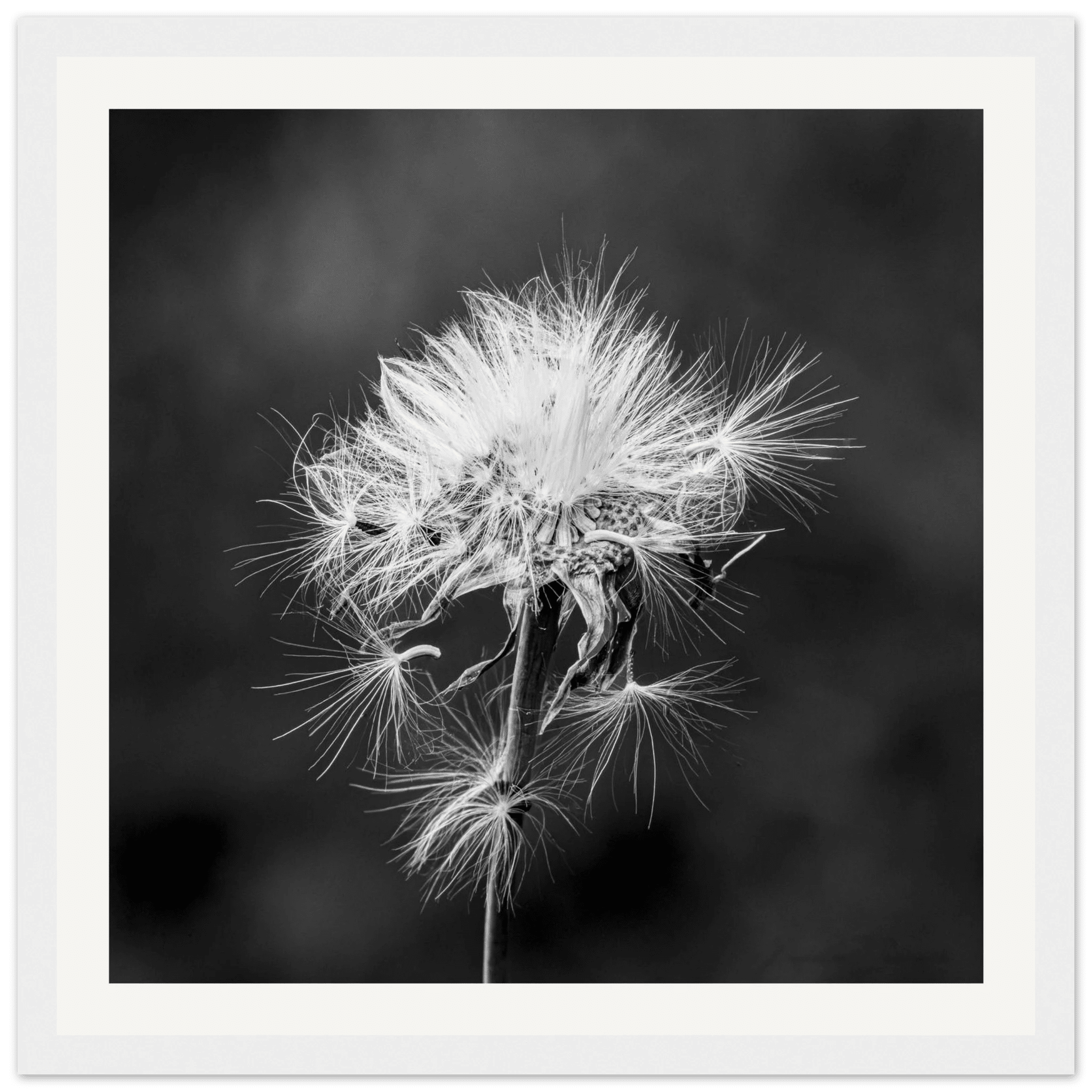 Tarassacu - Wooden Frame - Franceschi