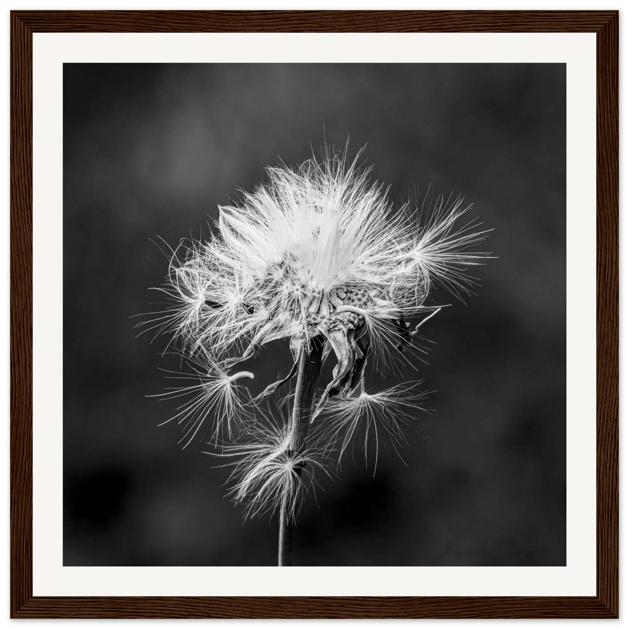 Tarassacu - Wooden Frame - Franceschi