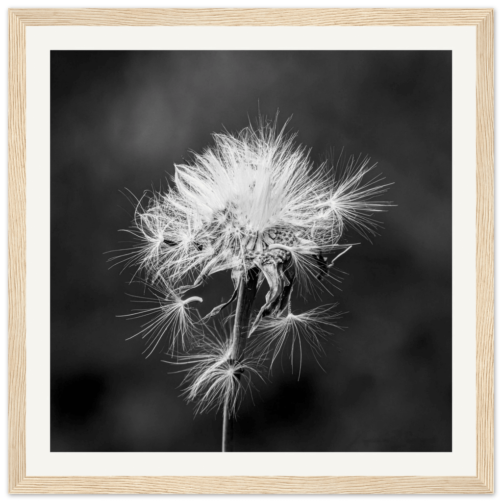 Tarassacu - Wooden Frame - Franceschi