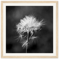 Tarassacu - Wooden Frame - Franceschi