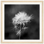 Tarassacu - Wooden Frame - Franceschi