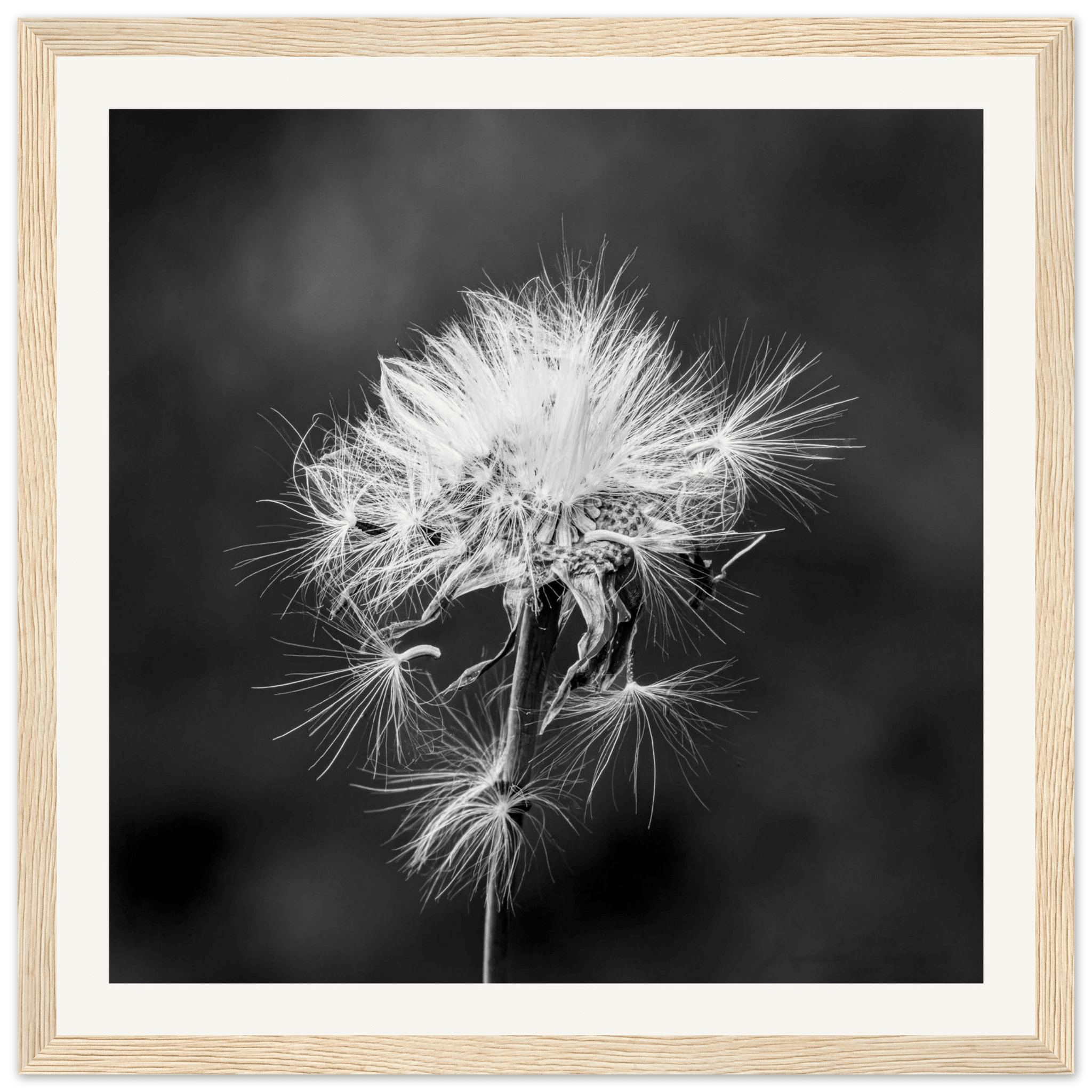 Tarassacu - Wooden Frame - Franceschi